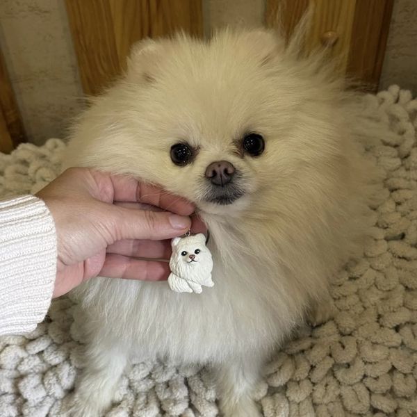 Улюбленець &ldquo;Pomeranian&rdquo; LE-1765374281137 фото