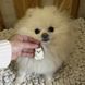 Улюбленець &ldquo;Pomeranian&rdquo; LE-1765374281137 фото 2
